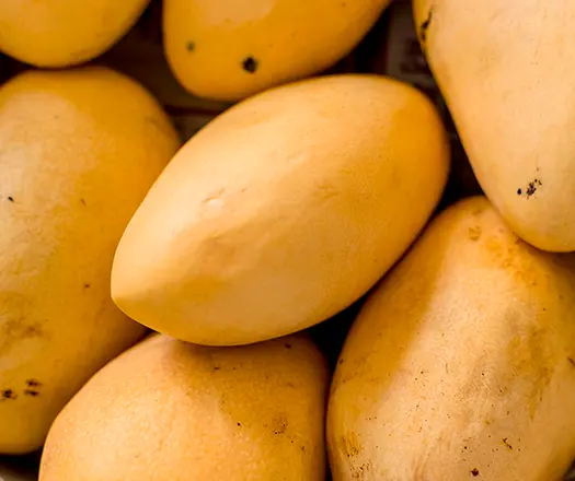 mango manila global production