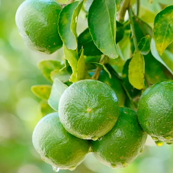 Persian Lime - Mexican Lime